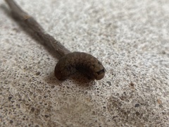 Spodoptera dolichos