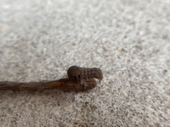 Spodoptera dolichos