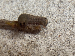Spodoptera dolichos