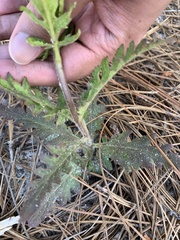 Aureolaria pectinata