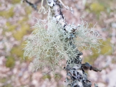 Usnea glabrescens
