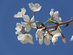 Angiospermae