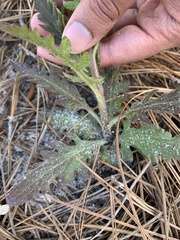 Aureolaria pectinata