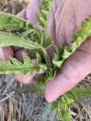 Aureolaria pectinata