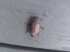 Polyphylla occidentalis