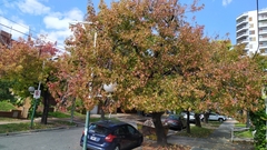 Liquidambar