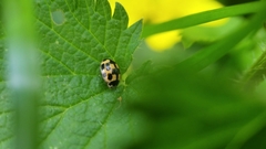 Propylea quatuordecimpunctata