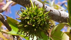 Liquidambar