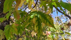 Liquidambar