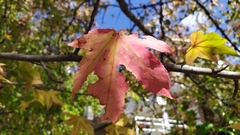 Liquidambar
