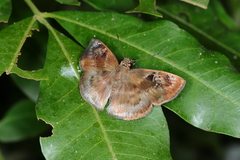 Quadrus u-lucida