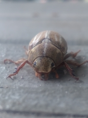 Polyphylla occidentalis