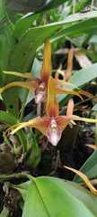 Maxillaria striata