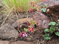 Pelargonium capituliforme