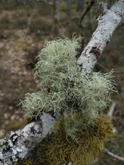 Usnea glabrescens