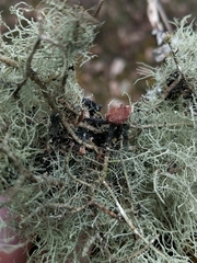 Usnea glabrescens