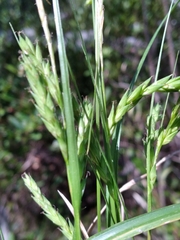 Carex venusta