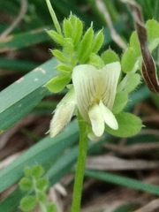 Vicia hybrida