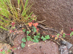 Pelargonium capituliforme