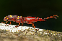 Baryrhynchus poweri