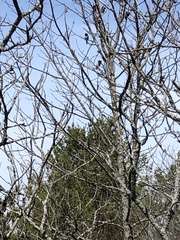 Pipilo erythrophthalmus