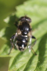 Eristalinus sepulchralis