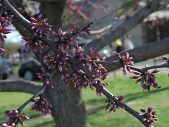 Cercis canadensis