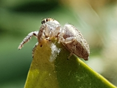 Macaroeris nidicolens