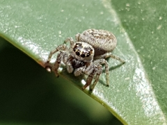 Macaroeris nidicolens