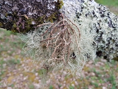 Usnea ceratina