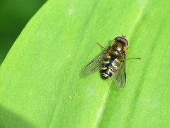 Dasysyrphus venustus
