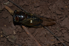 Cryptotympana consanguinea