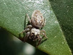 Macaroeris nidicolens