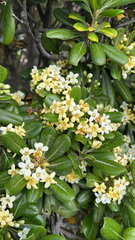 Pittosporum tobira