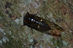 Cryptotympana consanguinea