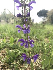 Salvia pratensis