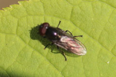 Melanogaster hirtella