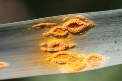 Puccinia sessilis