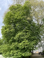 Aesculus hippocastanum