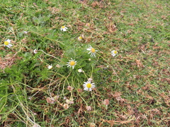 Lasiospermum bipinnatum