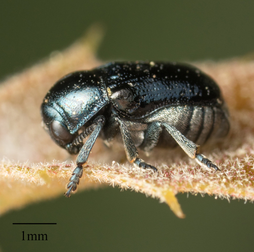 Red-shouldered Leaf Beetle