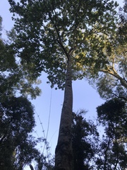 Balfourodendron riedelianum