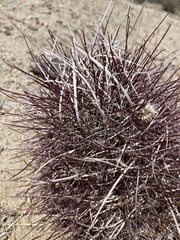 Sclerocactus polyancistrus