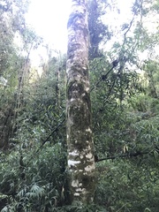 Balfourodendron riedelianum