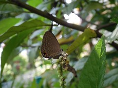 Jamides bochus nabonassar