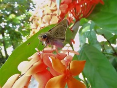 Pelopidas mathias mathias