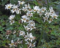 Senecio smithii