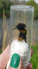 Bombus terrestris