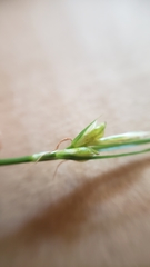 Carex multicaulis