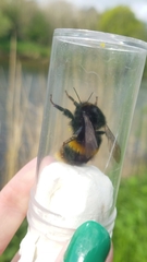 Bombus terrestris